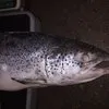 лосось индастриал 400р/кг в Екатеринбурге 2