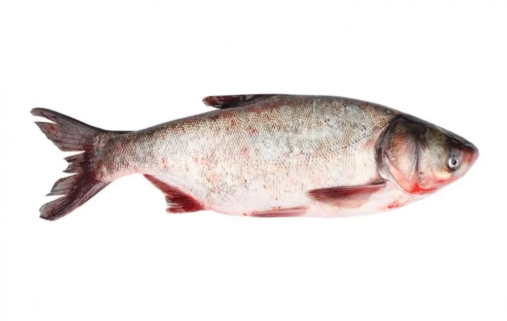 рыба живая, толстолобик в Богдановиче
