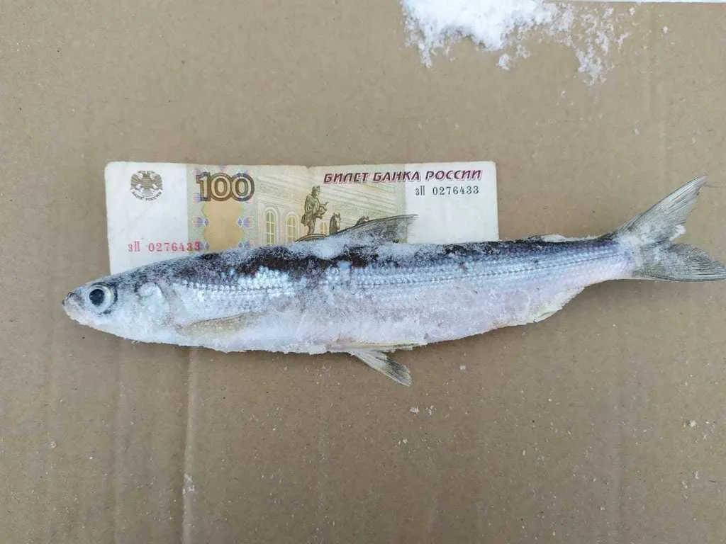 свежемороженная рыба , Ряпушка,  в Екатеринбурге