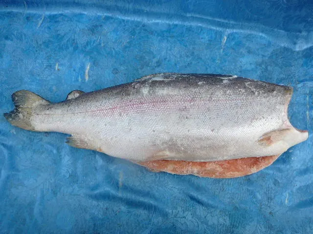 фотография продукта Кижуч серебряный лосось. 